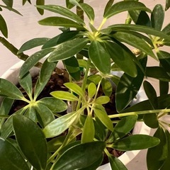 観葉植物カポック・シェフレラの画像