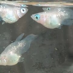 紅焔（こうえん）3色メダカから産まれた本ダルマの画像