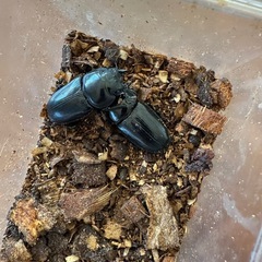 オオクワガタ　オスメスせっとセットの画像