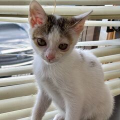 🐾甘えん坊のお転婆娘♪【パフィちゃん♀】里親さん募集中🐾