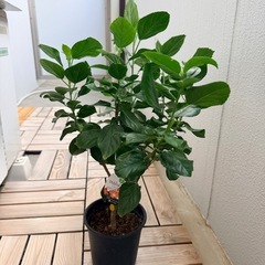 【差し上げます】ハイビスカス2鉢　ロングライブシリーズの画像