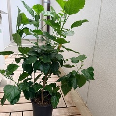 【差し上げます】ハイビスカス2鉢　ロングライブシリーズの画像