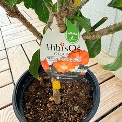 【差し上げます】ハイビスカス2鉢　ロングライブシリーズの画像