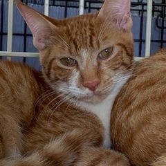 ゆきくん🐈シャイな男の子🐾