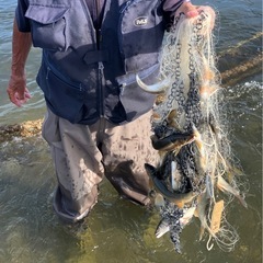 【九頭竜川　天然あゆ】　活魚11/9まで！　九頭竜川中部漁協組合員による相対販売の画像