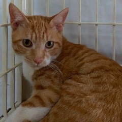 優しい男の子🐾わかくん🐈