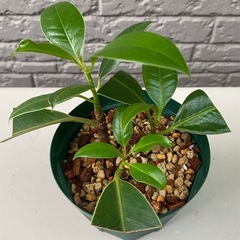 【観葉植物】フィカス•メラニーとフィカス•アメリカーナトレソーの二鉢セットの画像