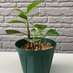 【観葉植物】フィカス•メラニーとフィカス•アメリカーナトレソーの二鉢セットの画像