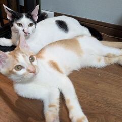 仲良し兄妹6ヶ月の里親募集です🐾