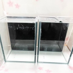 中古🐟GEX🐡グラステリア🐠ベタ🐠背面色ブラック🐡２点セット🐟の画像