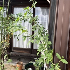 バラ　鉢植え　2メートル　チェビーチェイス　　の画像