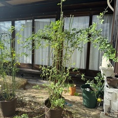 バラ　鉢植え　2メートル　チェビーチェイス　　の画像