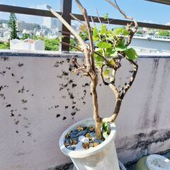 キントラノオと土入りプランターの画像