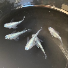 【今月最終SALE‼️】ミユキダルマフルボディー🪽5匹　メダカ　めだかの画像