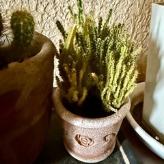 【無料】ガジュマルの木　サボテン鉢植え　観葉植物の画像