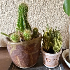 【無料】ガジュマルの木　サボテン鉢植え　観葉植物の画像