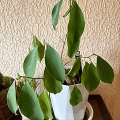 【無料】ガジュマルの木　サボテン鉢植え　観葉植物の画像