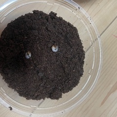 最終‼️ヘラクレスオオカブト幼虫５頭➕卵７個の画像