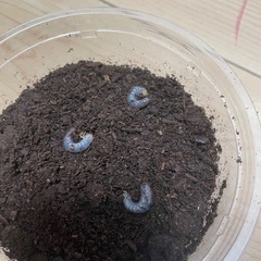 最終‼️ヘラクレスオオカブト幼虫５頭➕卵７個の画像