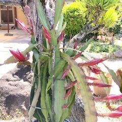 クジャクサボテン　赤の画像