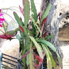 クジャクサボテン　赤の画像