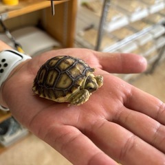 ケヅメリクガメの画像