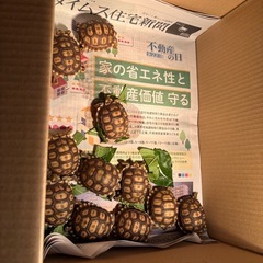 ケヅメリクガメの画像