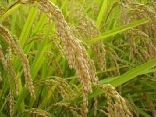 新米　ゆうだい21  玄米30kg 1袋　20,000円