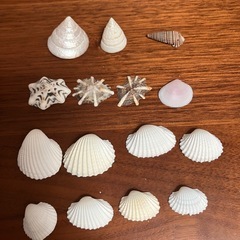 貝殻、石 の画像