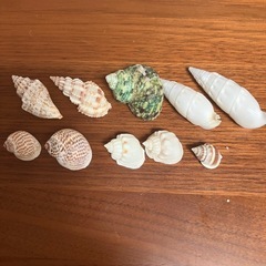 貝殻、石 の画像