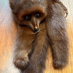 リアルファー☆テン☆毛皮　襟巻き★辻堂まで！の画像