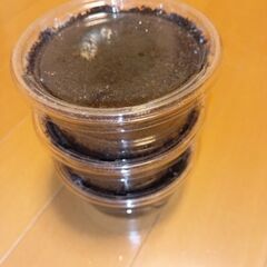 ノコギリクワガタの幼虫3匹　千葉県産　雌雄判別なしの画像