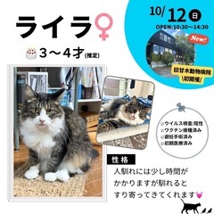 10/12（日）10:30～保護猫の譲渡会【旧甘木動物病院…