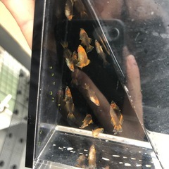 めだか🪣竜章鳳姿B　10匹くらいの画像