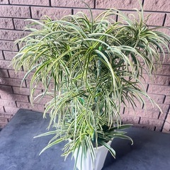 鉢植えオリズルランの画像