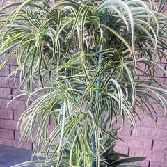 鉢植えオリズルランの画像