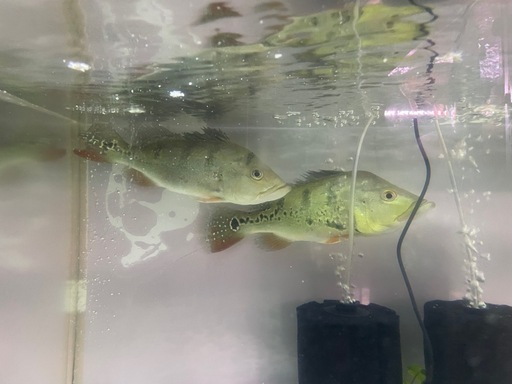 熱帯魚､引き取り限定