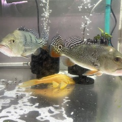 熱帯魚､引き取り限定
の画像