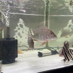 熱帯魚､引き取り限定
の画像