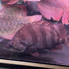 熱帯魚､引き取り限定
の画像