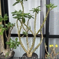 パキポディウム　アンボンゲンセ　実生　大株　開花経験ありの画像