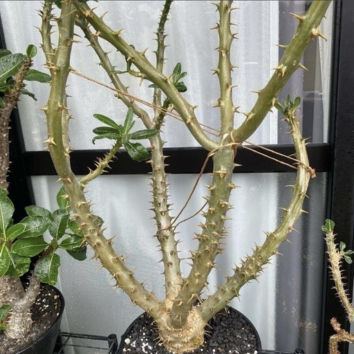 10/20で出品取りやめ パキポディウム　アンボンゲンセ　実生　大株　開花経験あり　セット割あり