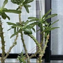 パキポディウム　アンボンゲンセ　実生　大株　開花経験ありの画像