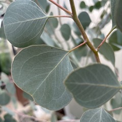 ユーカリの木の画像