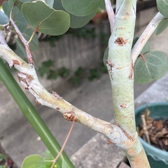 ユーカリの木の画像