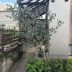 ユーカリの木の画像