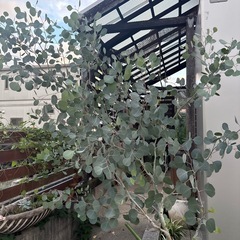 ユーカリの木の画像