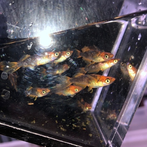 めだか?竜章鳳姿A　15匹くらい