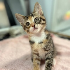 もうすぐ生後2ヶ月の子猫 - 奥州市