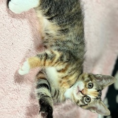 もうすぐ生後2ヶ月の子猫